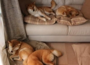 开云体育直播-跨界传奇，当几内亚铁蹄踏平诺坎普，皮克在东决战场重铸荣光