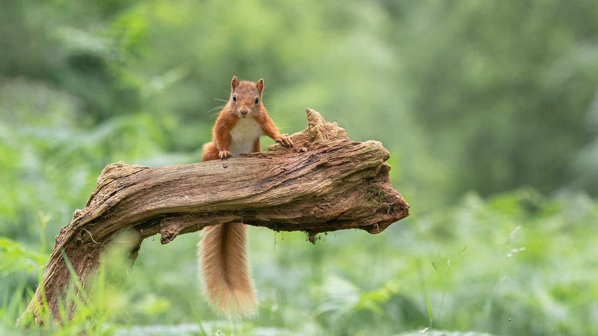 篮网被深圳式防守锁死，东契奇独舞扛起达拉斯天空